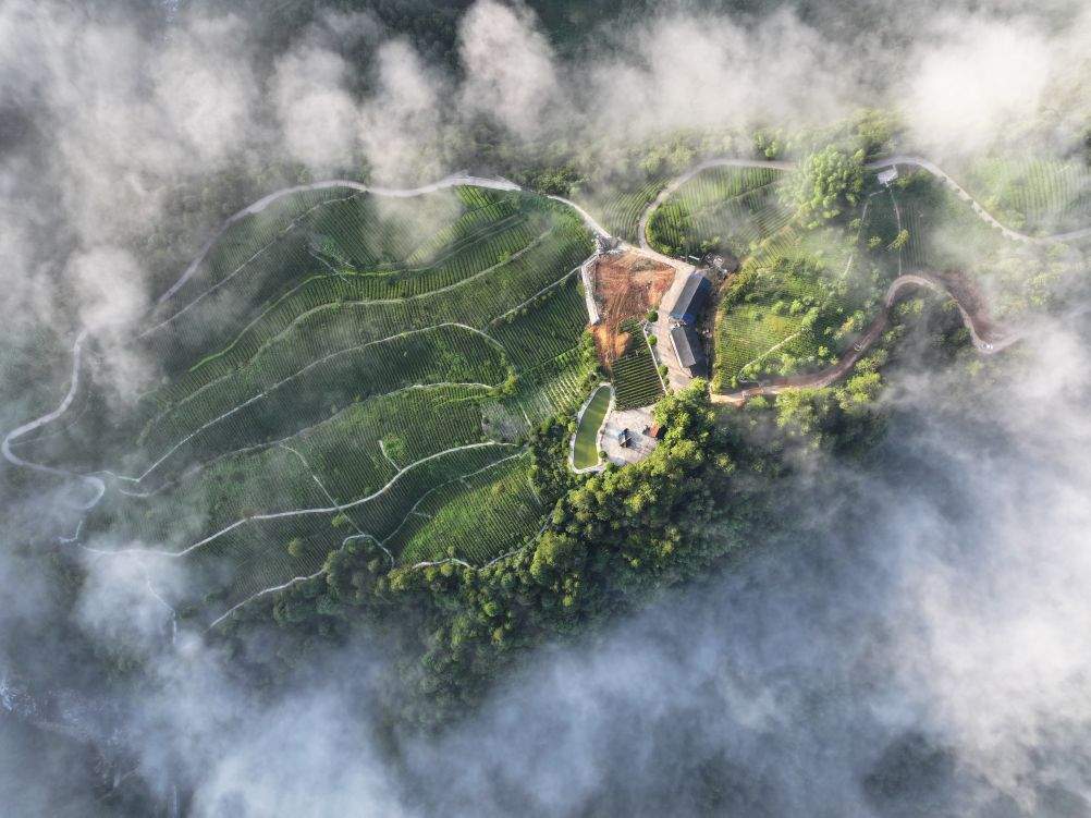 小茶树变身大产业